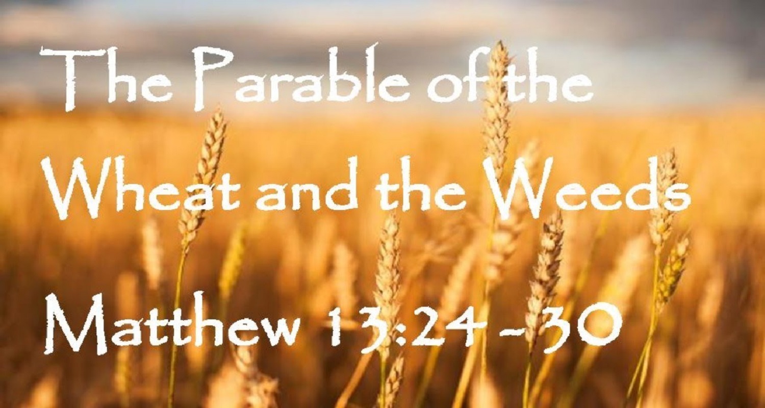Parable Of The Wheat And The Weeds Sow On Th Sunday In Ot By James ...